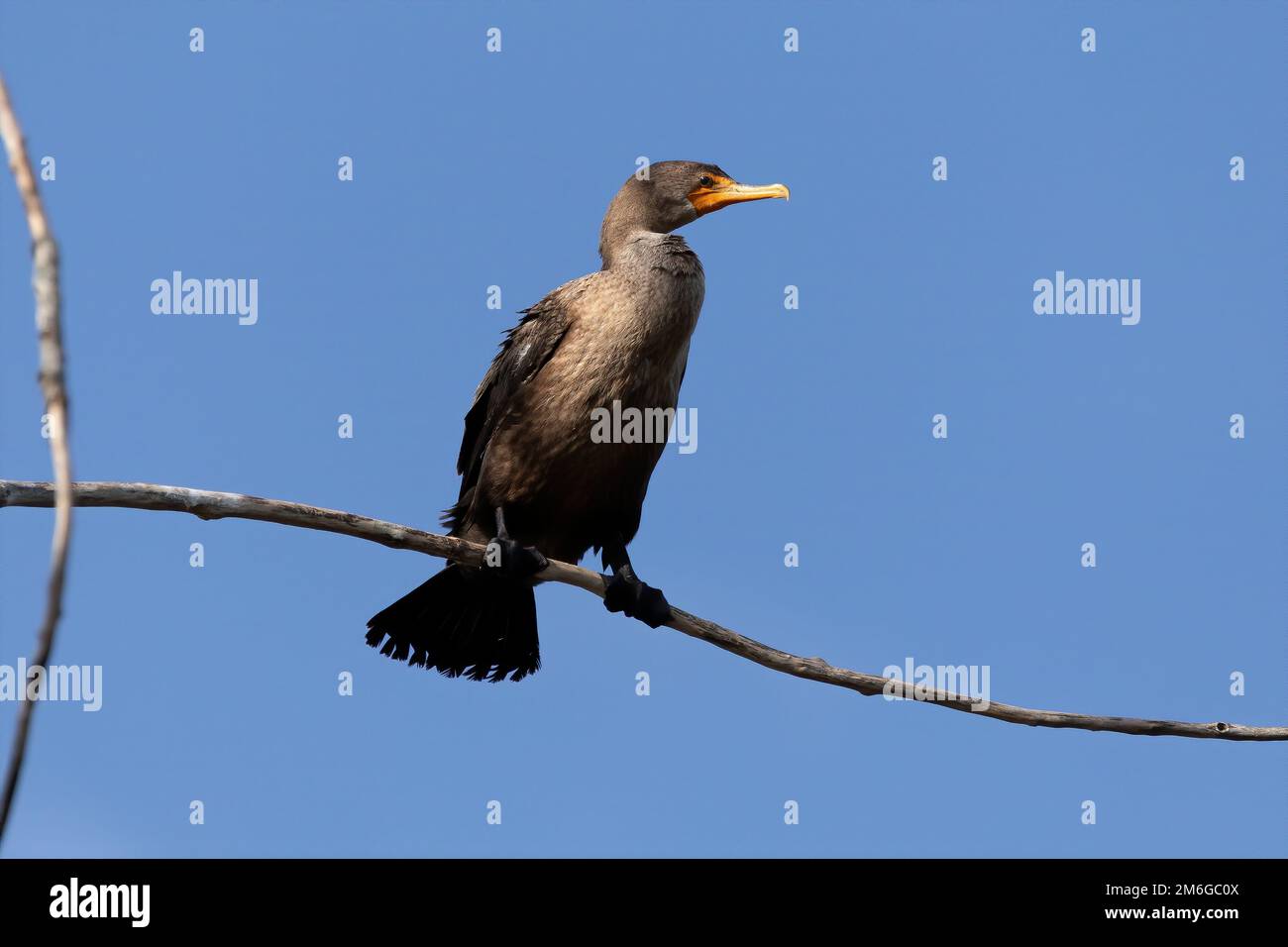 The double-crested cormorant (Nannopterum auritum) Stock Photo