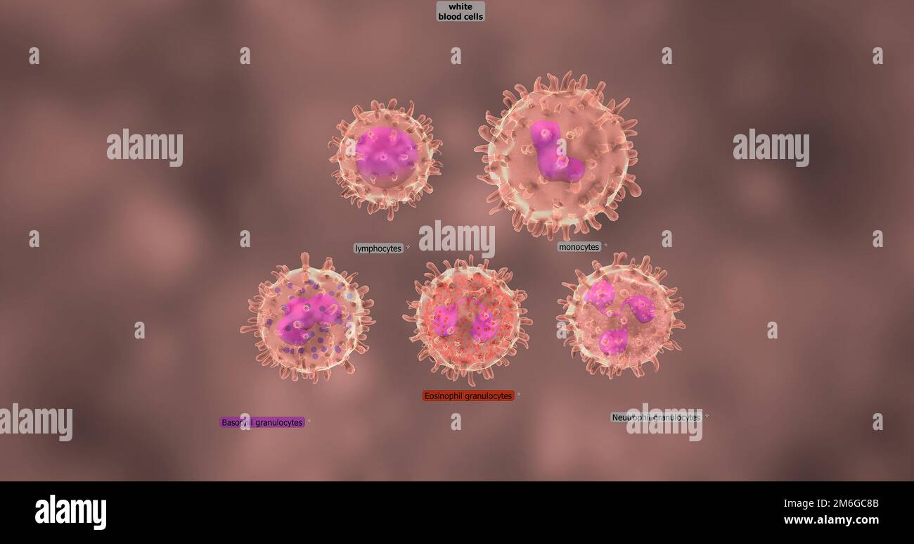 Stem cells in the bone marrow are responsible for producing white blood