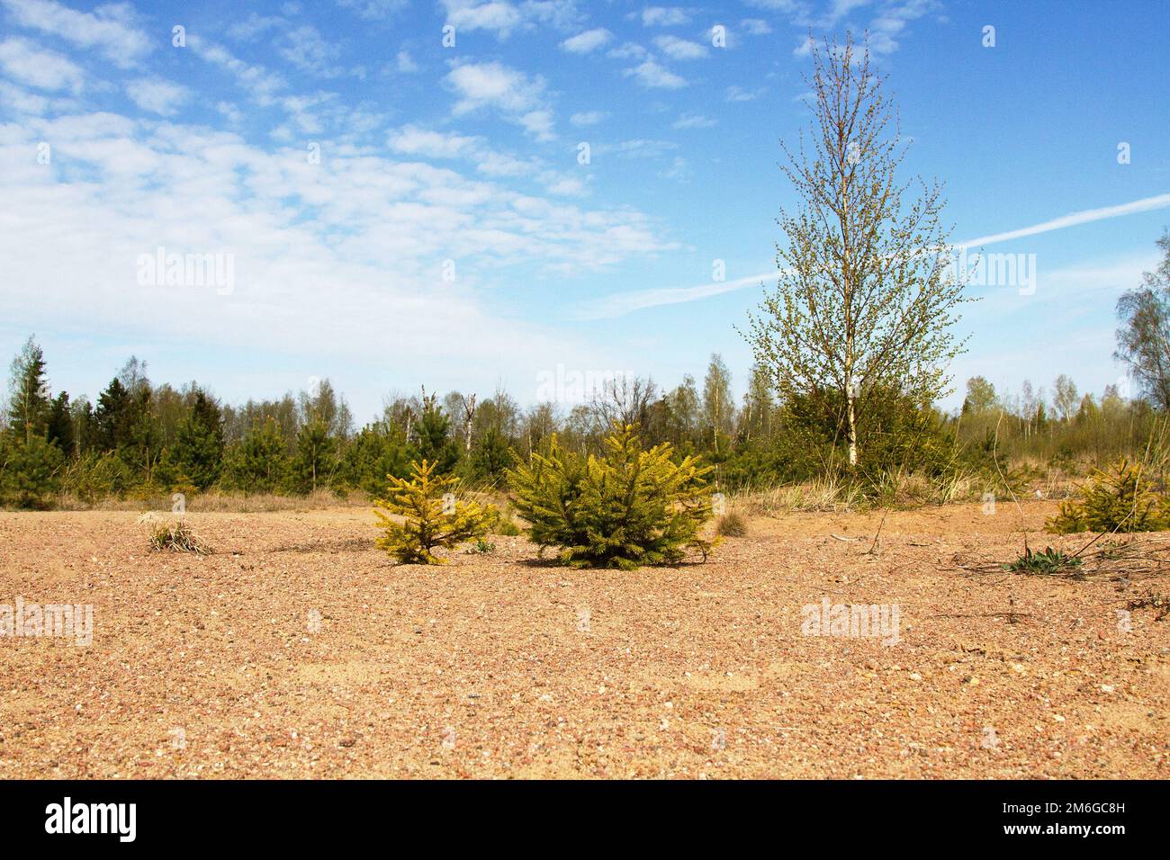 Self-seeding spruce undergrowth Stock Photo