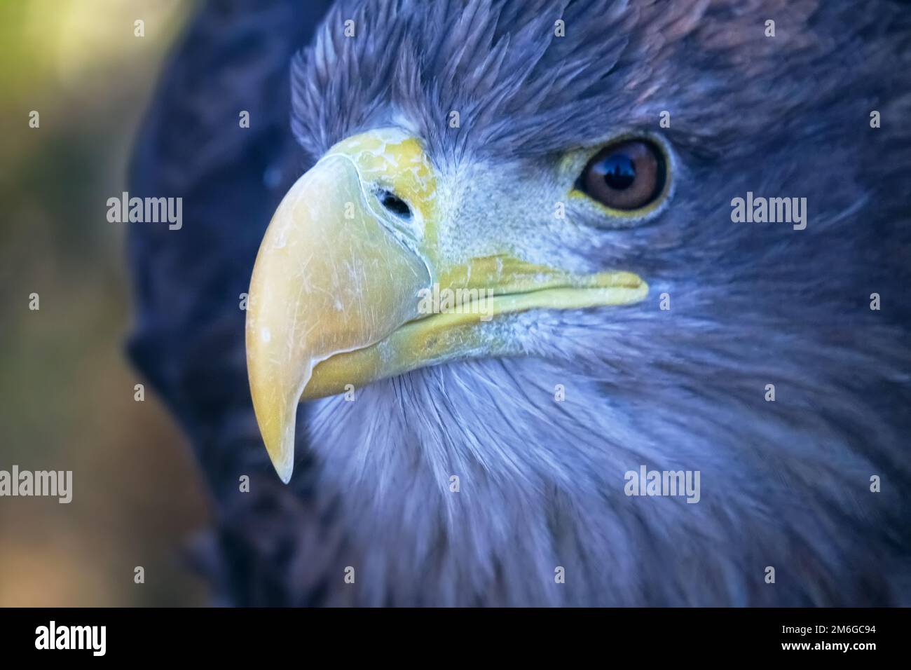 White-tailed eagle portrait Stock Photo