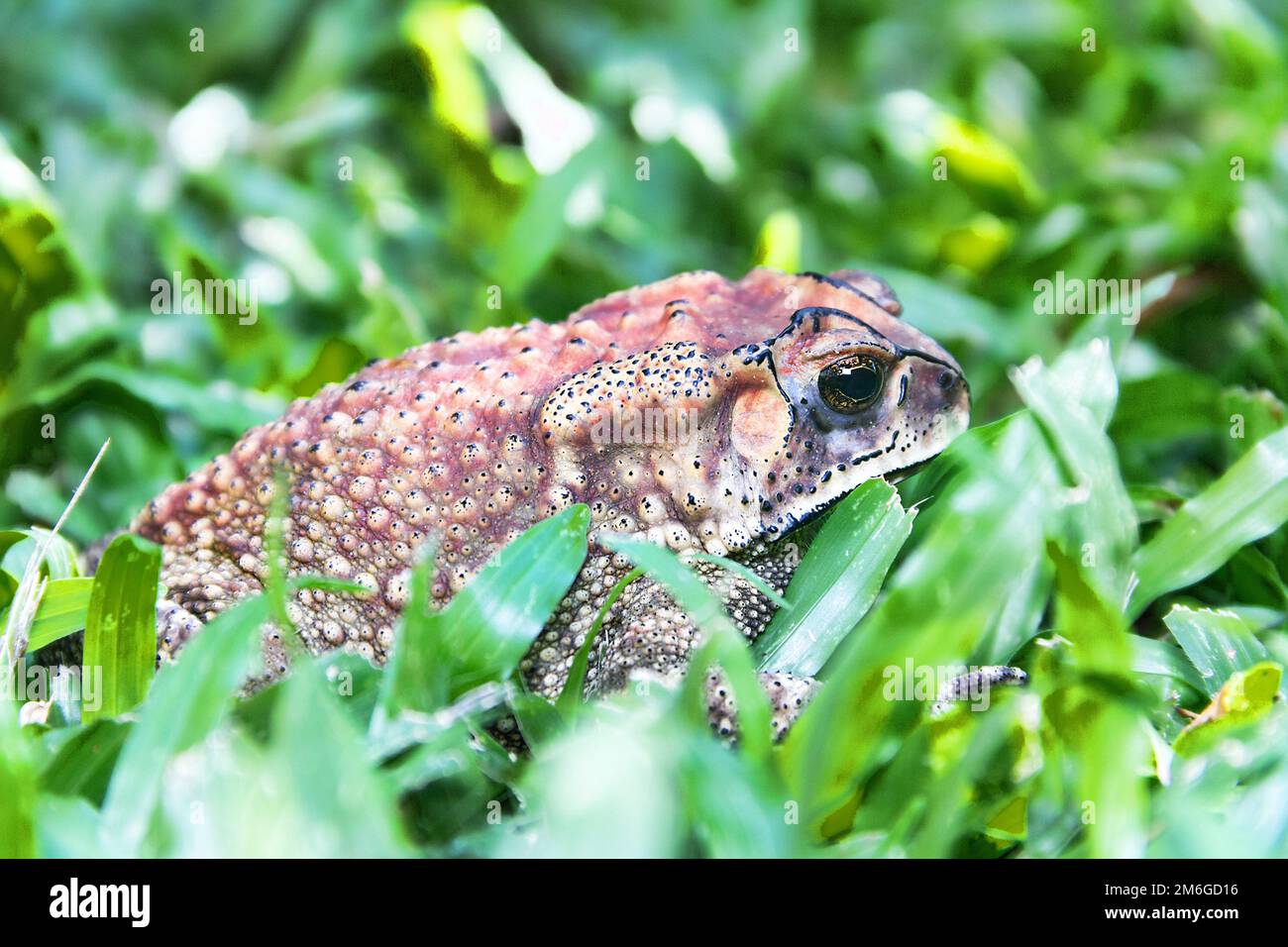Evergreen Toad Indian evergreen forests hi-res stock photography and images - Alamy