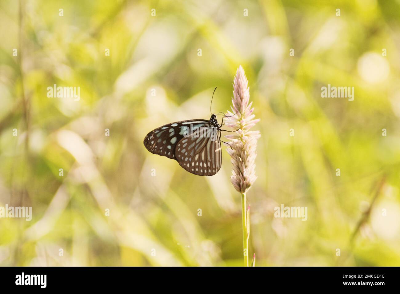 Butterflies from the genus Milkweed Stock Photo