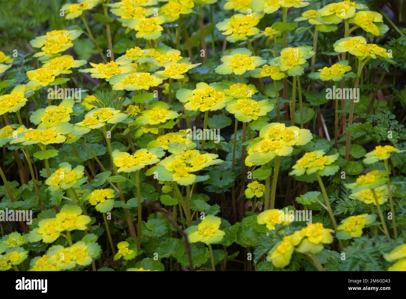 Alternate-leaf golden saxifrage Stock Photo