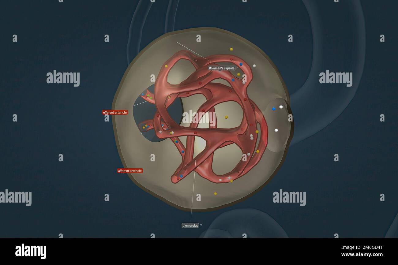 The renal corpuscle is the filtration unit of vertebrate nephrons, the functional unit of the