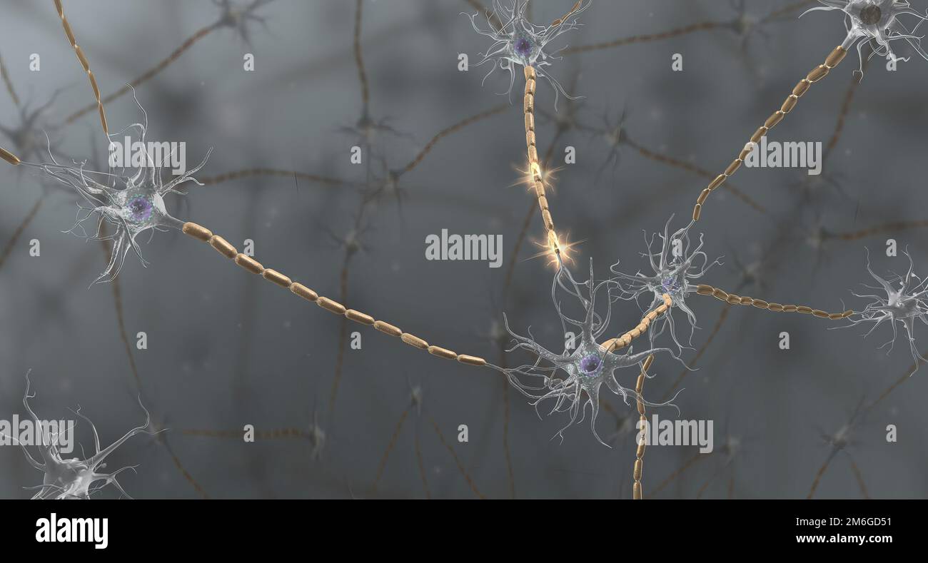 Basic nervous function hi-res stock photography and images - Alamy