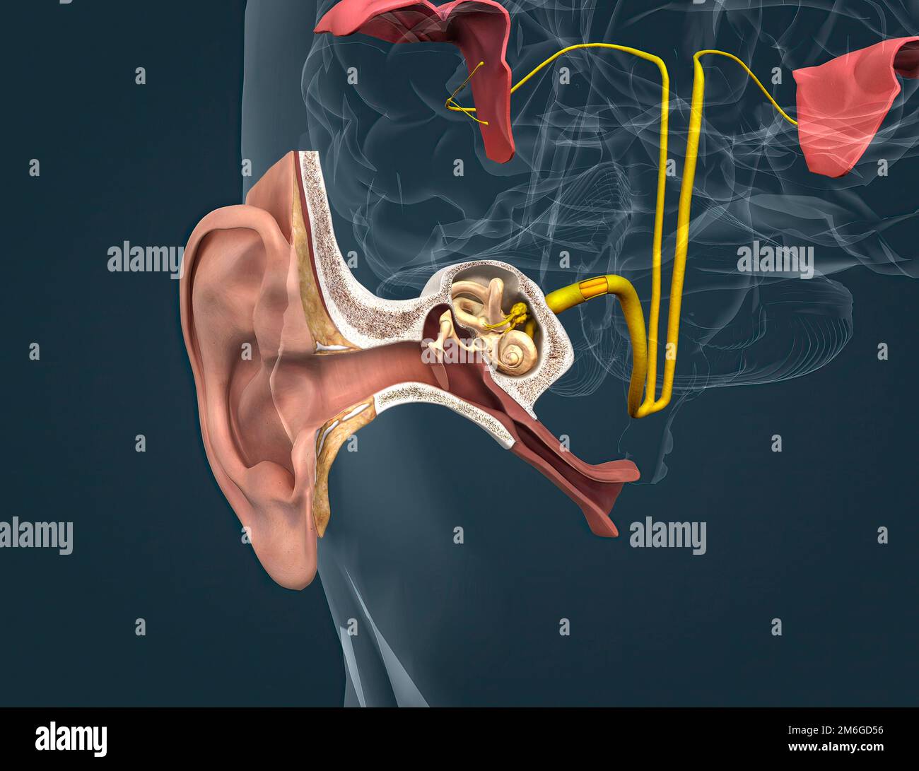 The auditory cortex is the sensory system for the sense of hearing. It