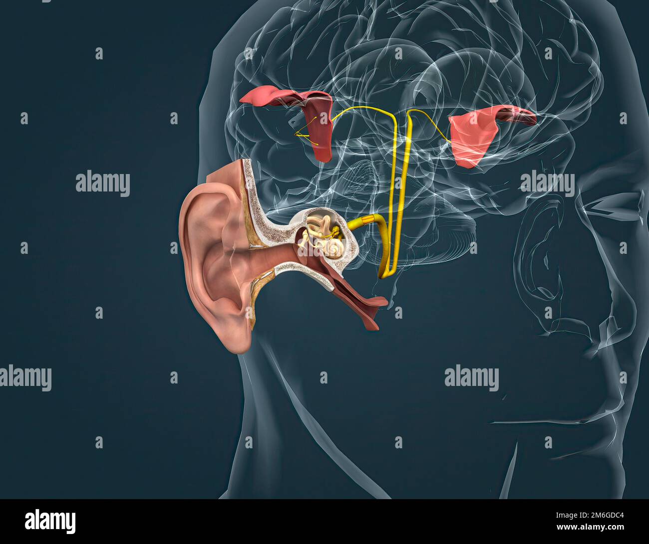 The auditory cortex is the sensory system for the sense of hearing. It