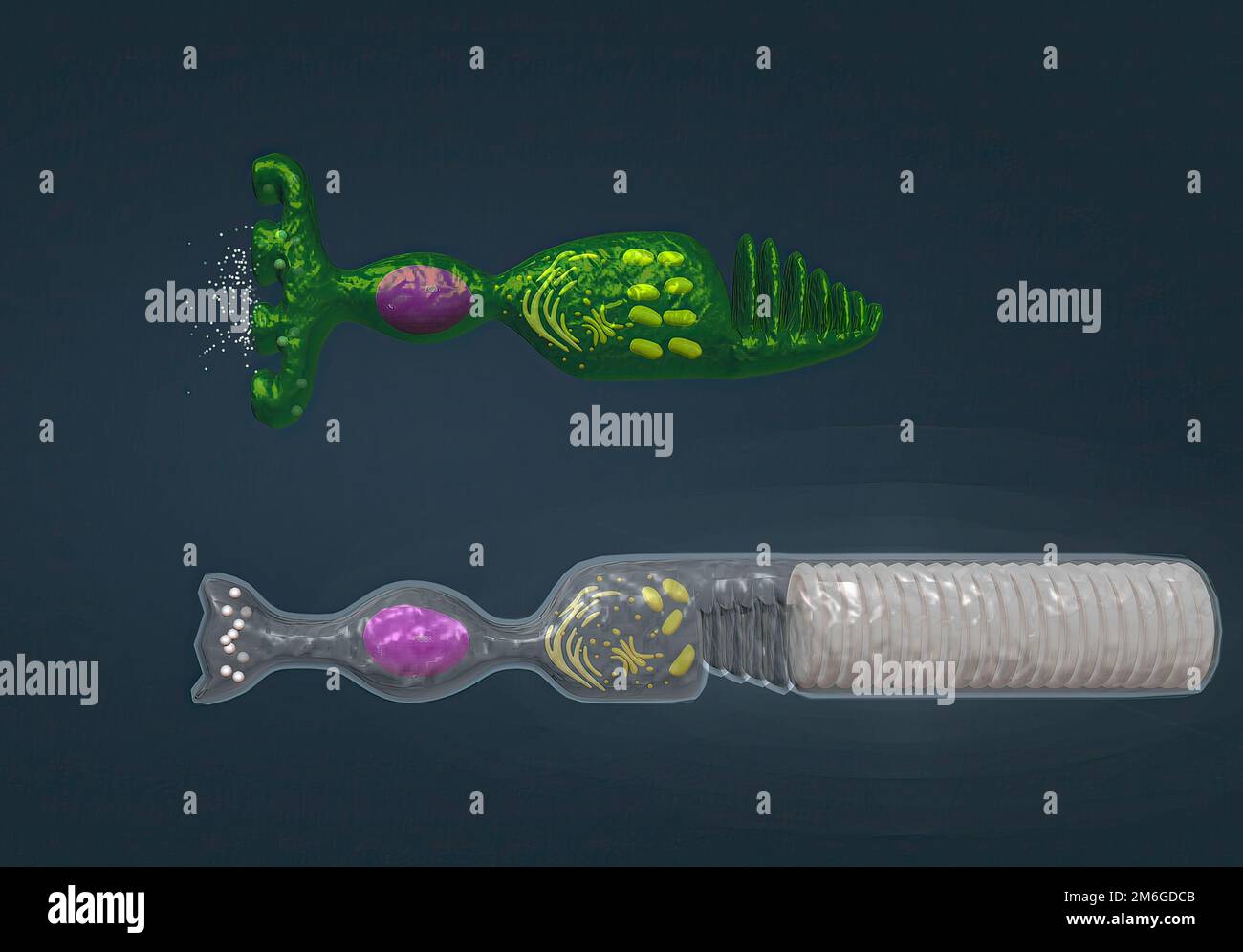 Rods and Cones of the Human Eye. 3D illustration Stock Photo Alamy