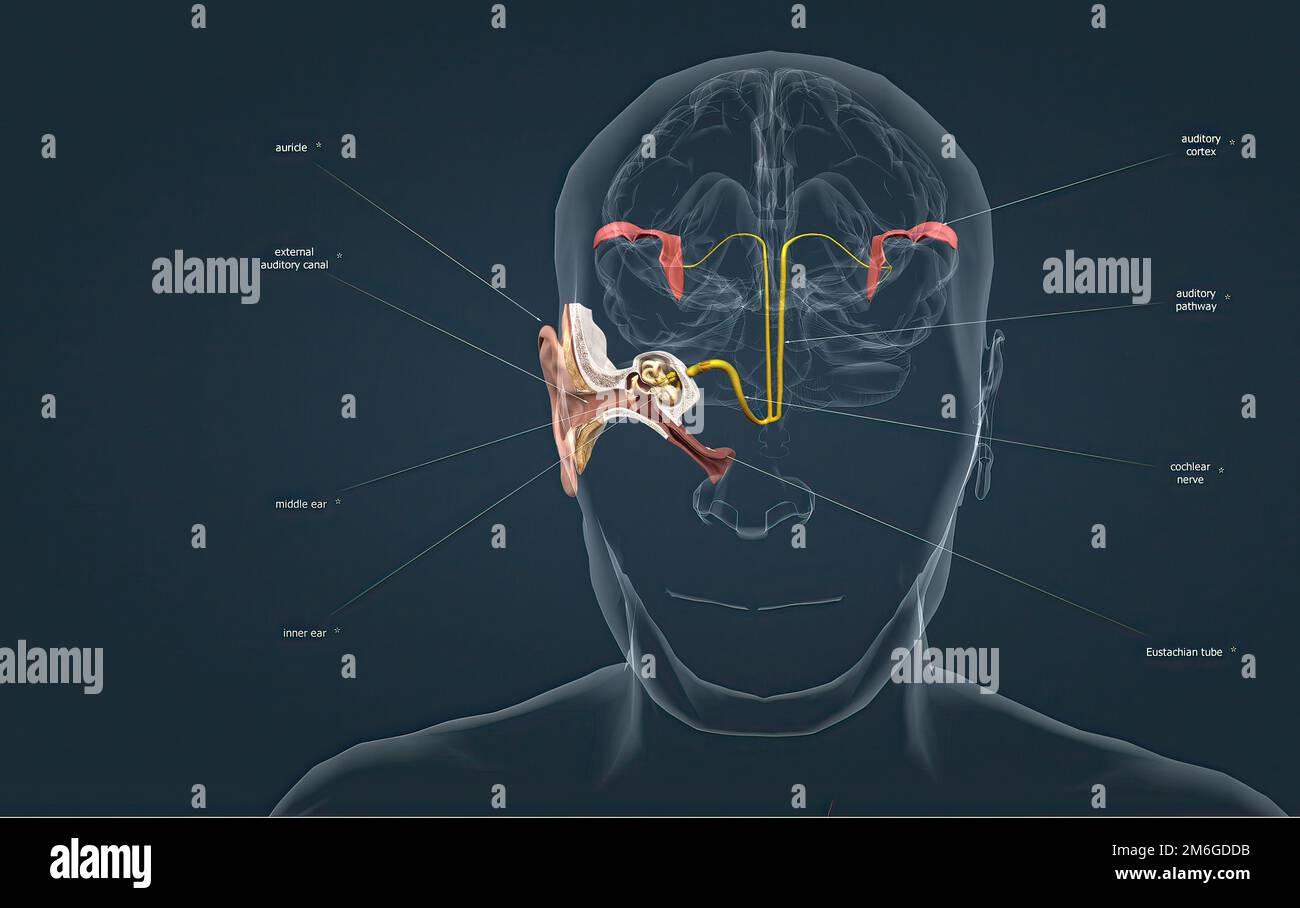 The auditory cortex is the sensory system for the sense of hearing. It
