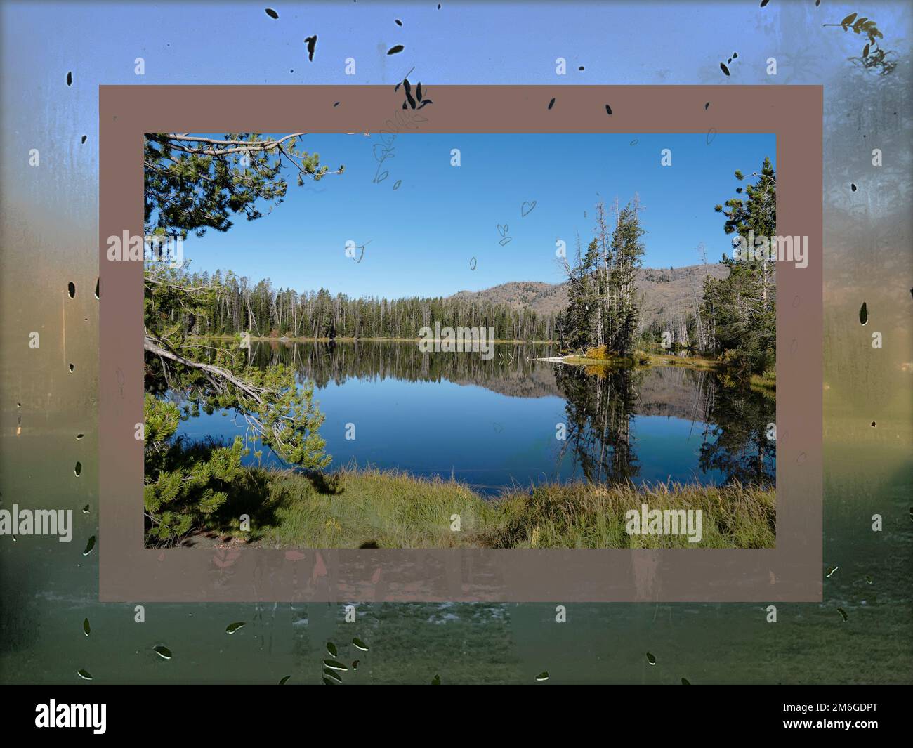 Sylvan Lake in Yellowstone National Park is framed with composite photo of water and leaves against a glass surface. See a reflection of trees. Stock Photo