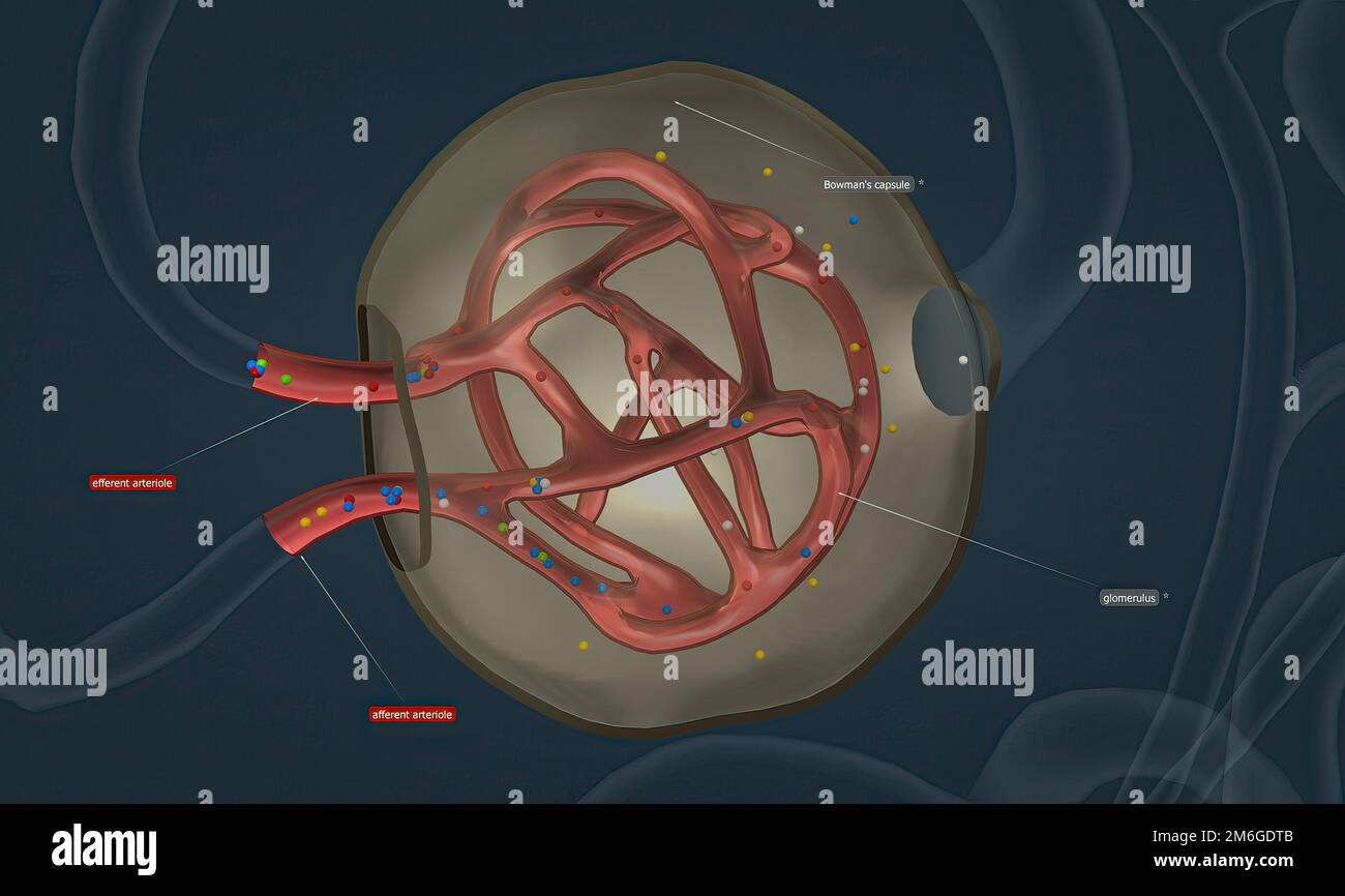 The renal corpuscle is the filtration unit of vertebrate nephrons, the
