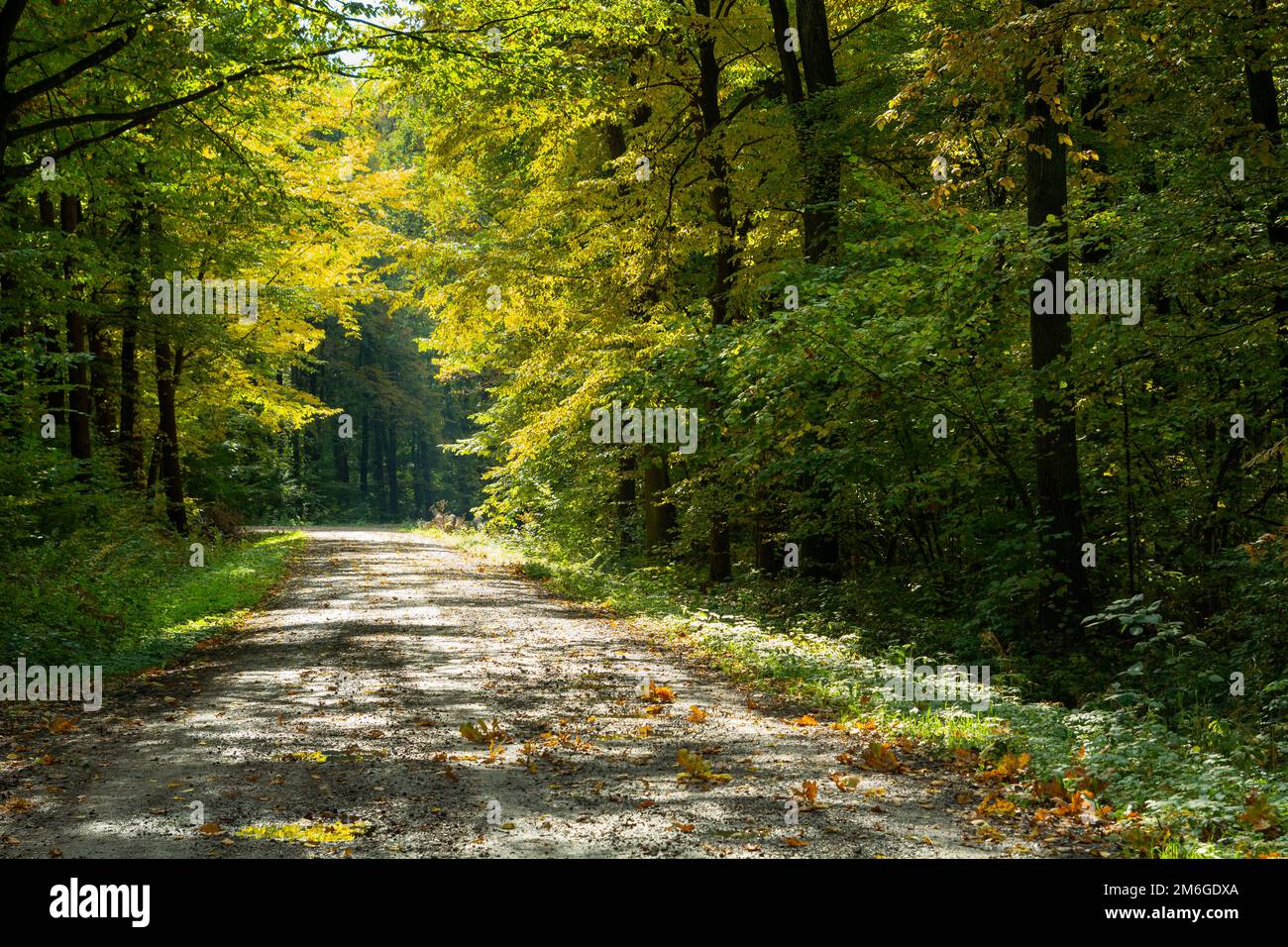 Sunny autumn day forest road hi-res stock photography and images - Alamy