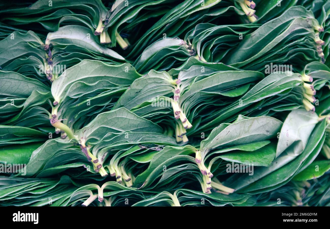 Well-Packed leaves of Ceylon's tea Stock Photo