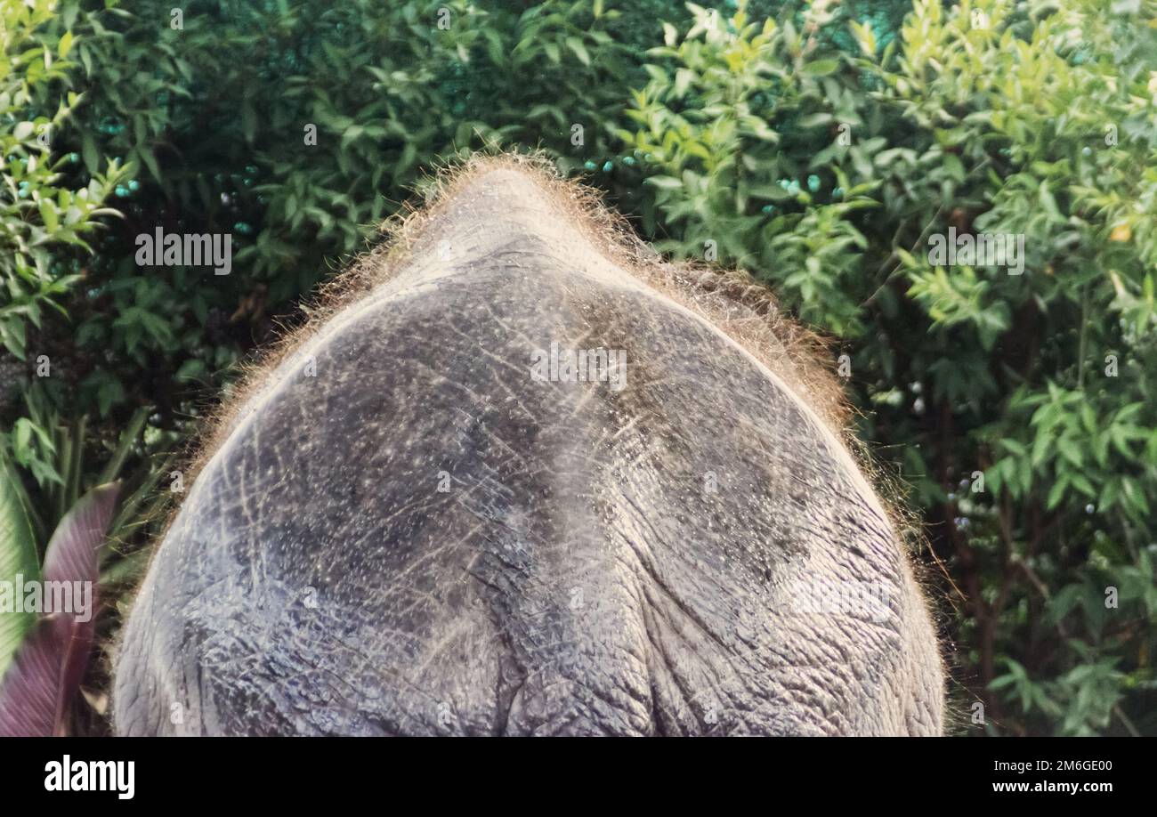 Back of Indian elephant, reduced coat Stock Photo - Alamy