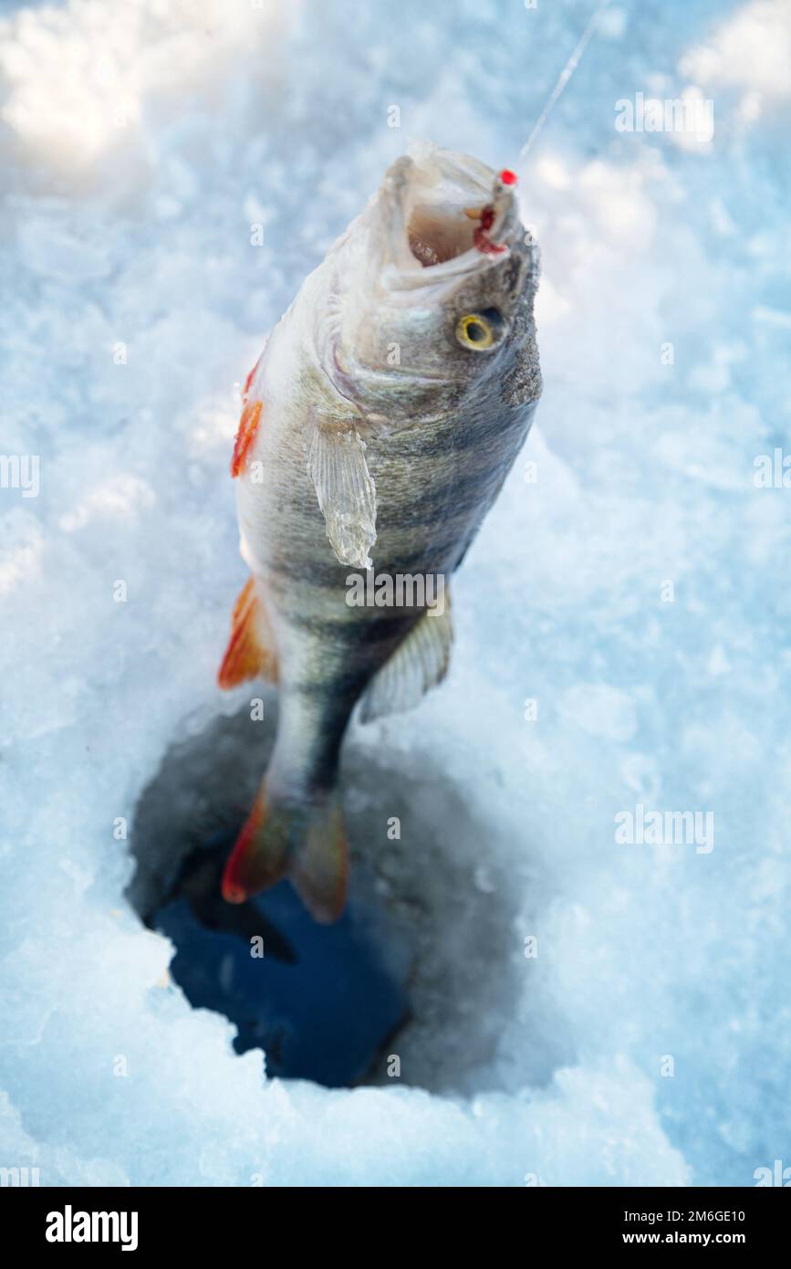 Active recreation in winter on river. Stock Photo