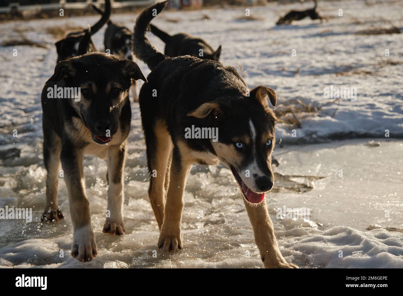 Alaskan husky puppies same litter walk through snow in field on frosty