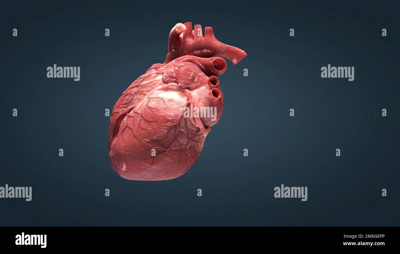 The heart is the most important muscle in your body. There are two sides,  the right and left, and four chambers. 3D illustration Stock Photo - Alamy