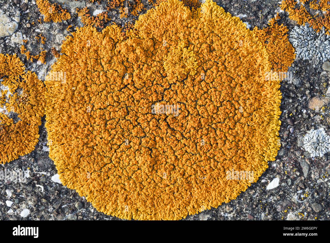 Zierliche Gelbflechte, auf Beton, Xanthoria elegans, Rusavskia elegans, Amphiloma elegans, Caloplaca dissidens, Caloplaca elegans, Caloplaca tegularis Stock Photo