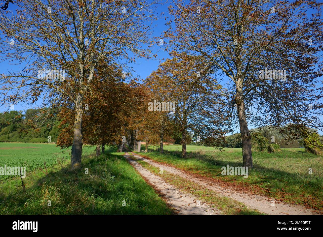Chestnut avenue in autumn Stock Photo