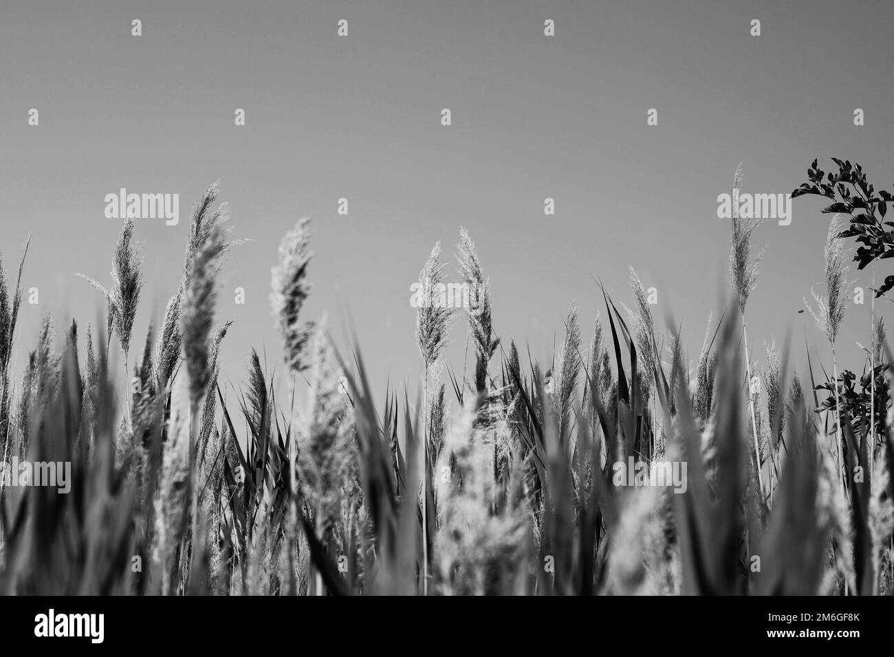 Wild plants and wheatgrass growing in the fields in a black and white ...