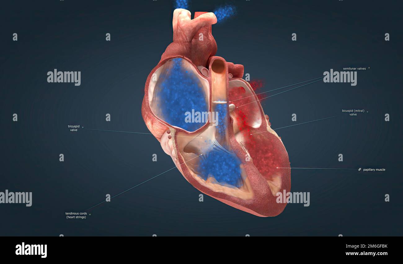 Aortic mitral valve hires stock photography and images Alamy