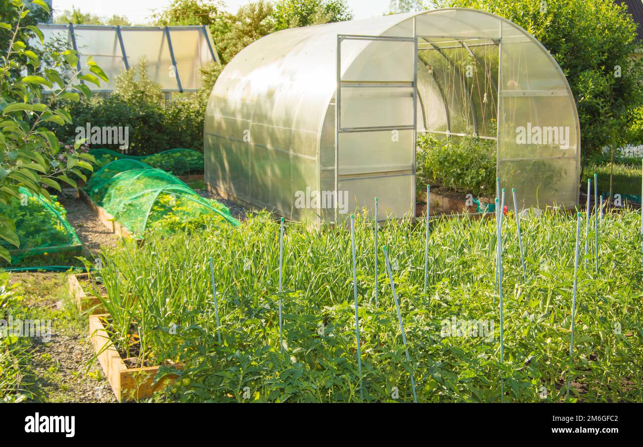 View of a vegetable garden with vegetable beds of tomatoes, carrots and a semicircular polycarbonate greenhouse. Home gardening Stock Photo