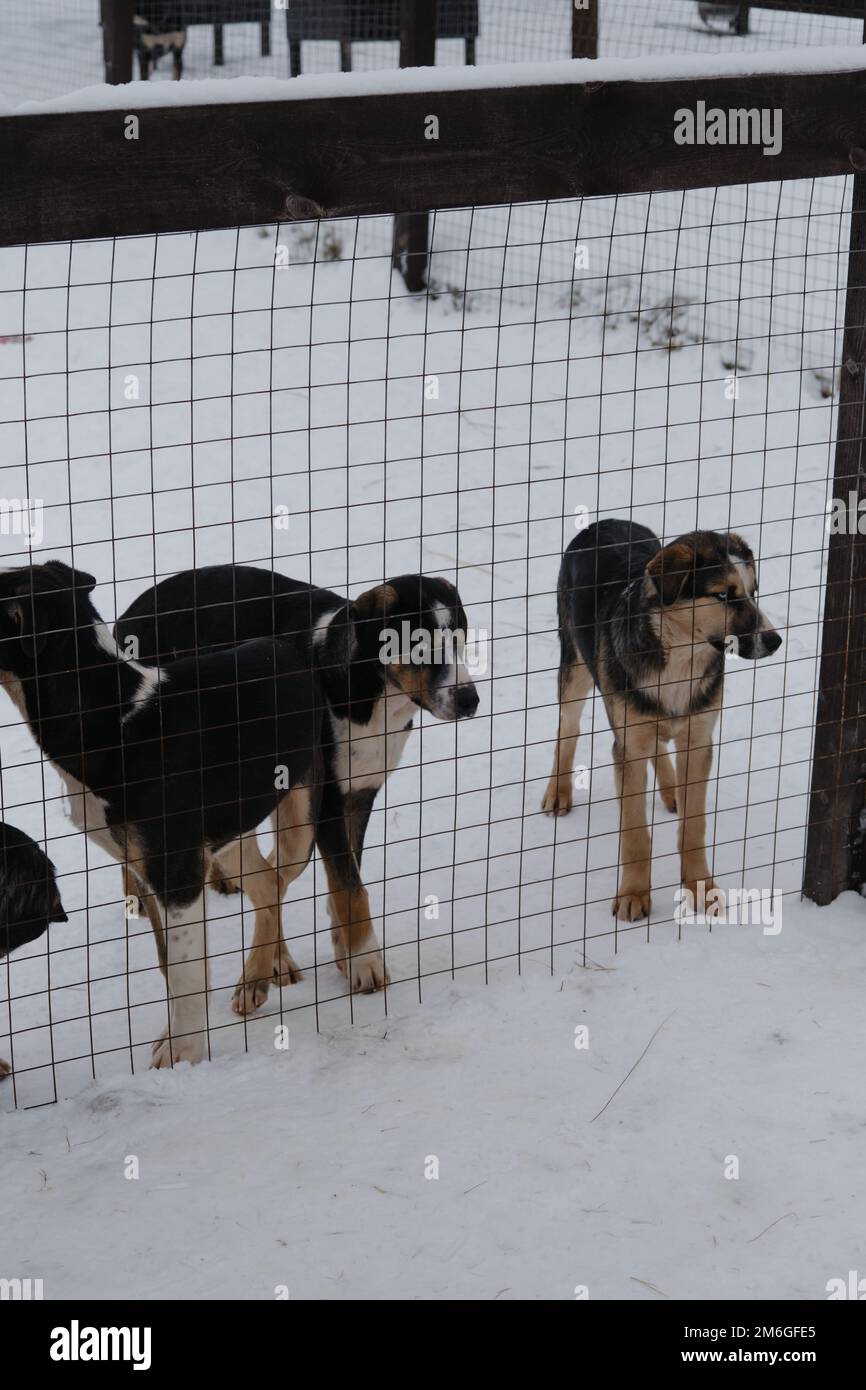 Mutts dogs in animal pet shelter sad and waiting for adoption. Several puppies of Alaskan Husky littermates stand in snow in winter behind fence of ke Stock Photo