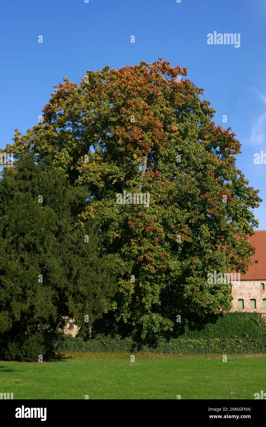 Pommerscher ahorn hi-res stock photography and images - Alamy