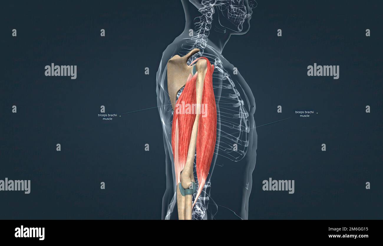 Muscle of the armflexion and extension 3d illustration Stock Photo Alamy