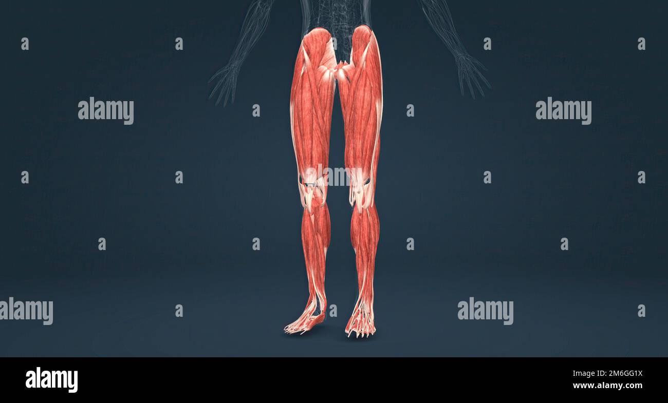 Human lower arm muscles hi-res stock photography and images - Alamy