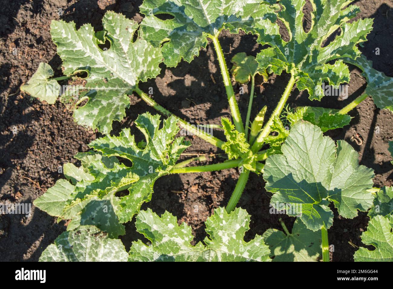Top view of young organic zucchini seedlings. Organic farming. Mulching vegetable beds Stock Photo