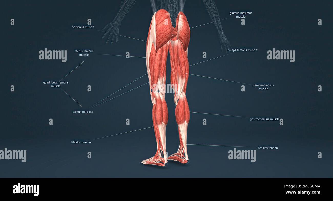 Muscles of the lower limbs 3D illustration Stock Photo Alamy