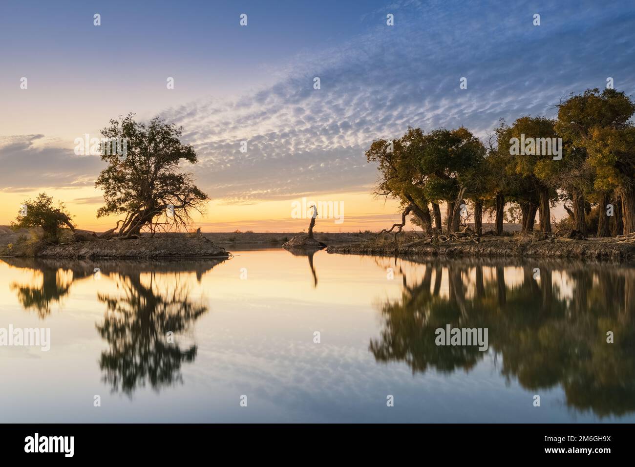 Old poplar forest hi-res stock photography and images - Alamy
