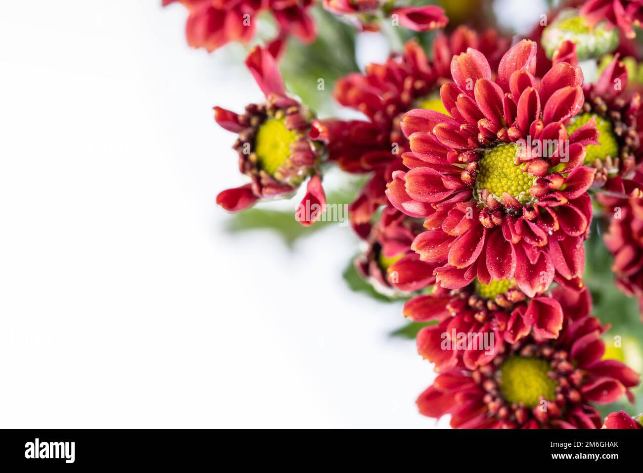 African daisies isolated on white Stock Photo