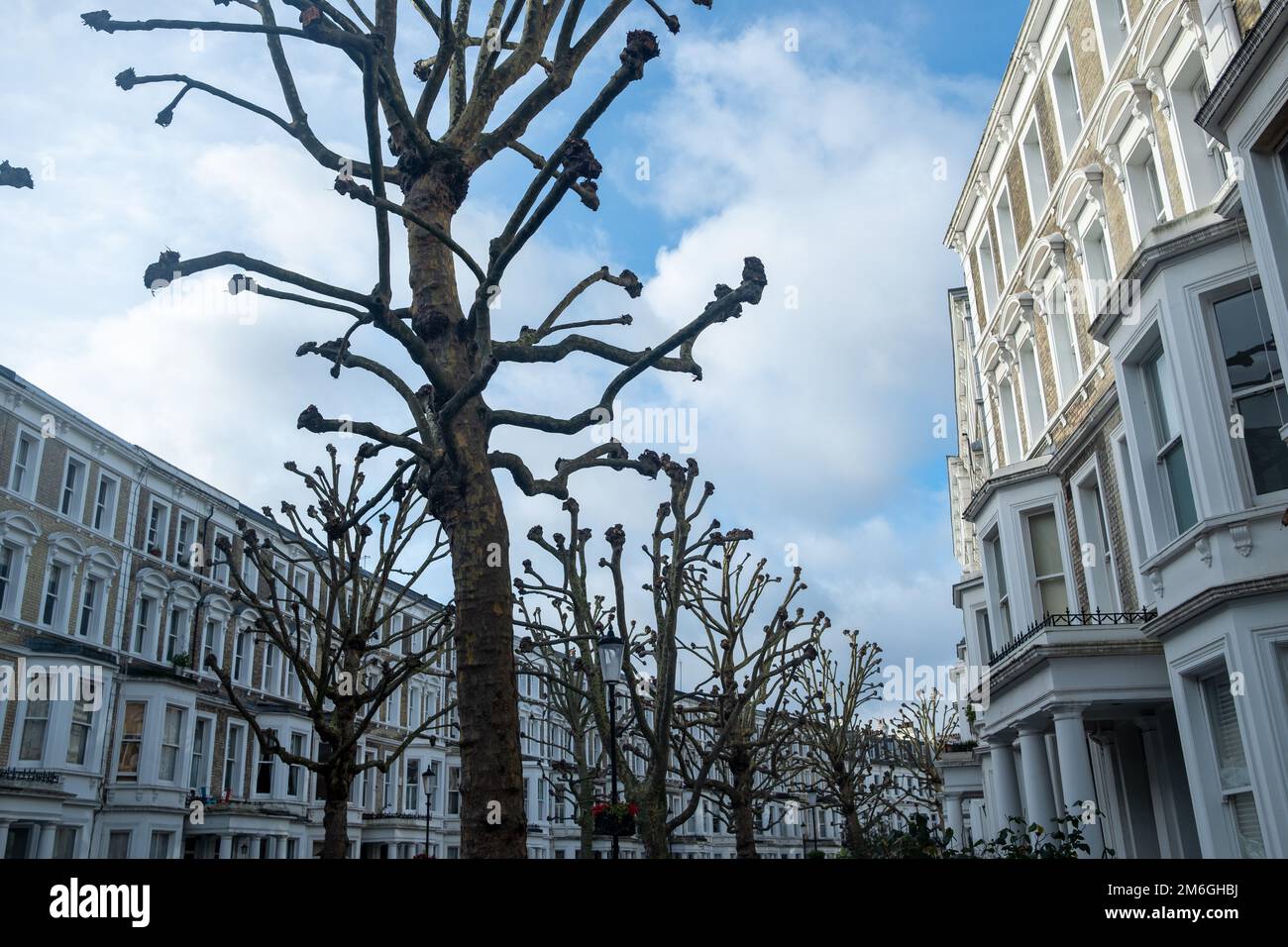 London- December 2022: London Plane Trees cut back for the winter on upmarket road of luxury Kensington townhouses Stock Photo