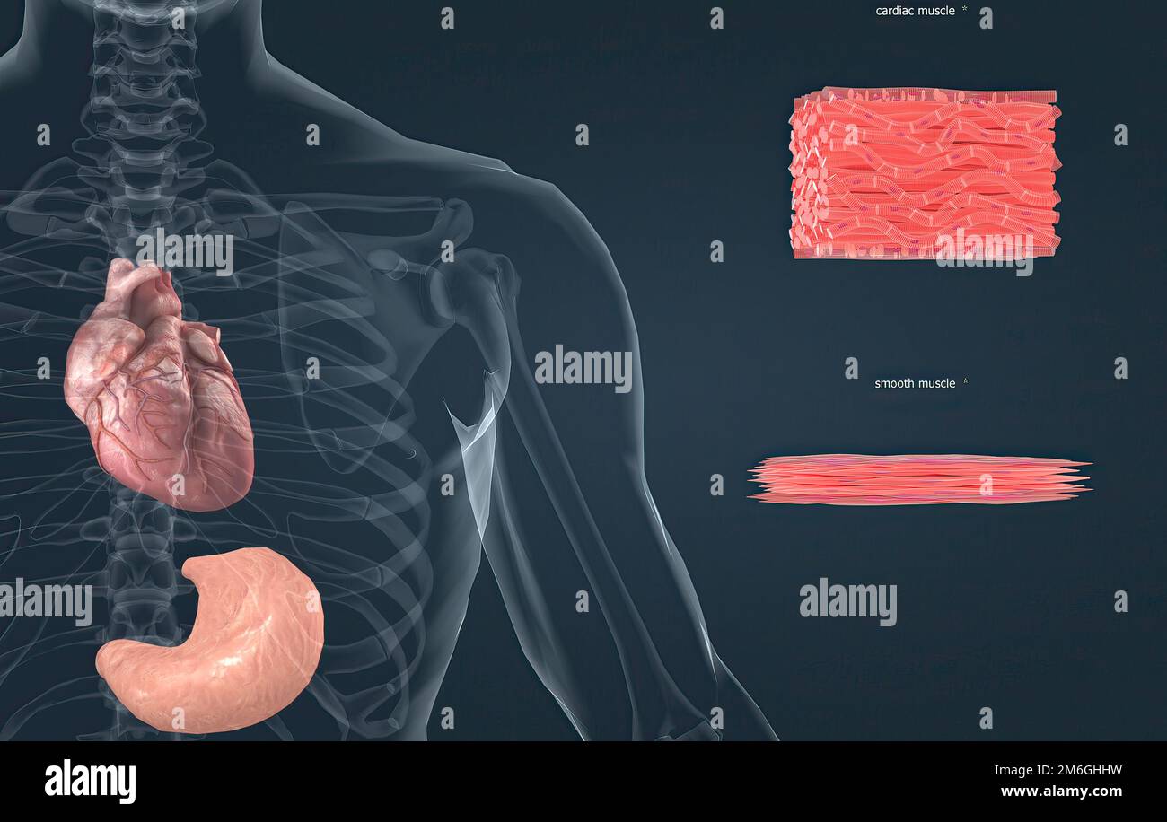 Cardiac tissue microscope hi-res stock photography and images - Alamy