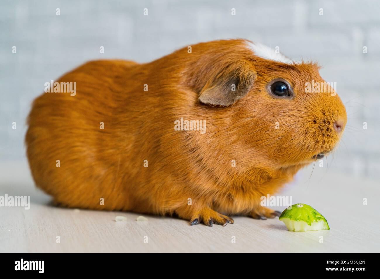 The red domestic guinea pig Cavia porcellus, also known as cavy or domestic cavy Stock Photo