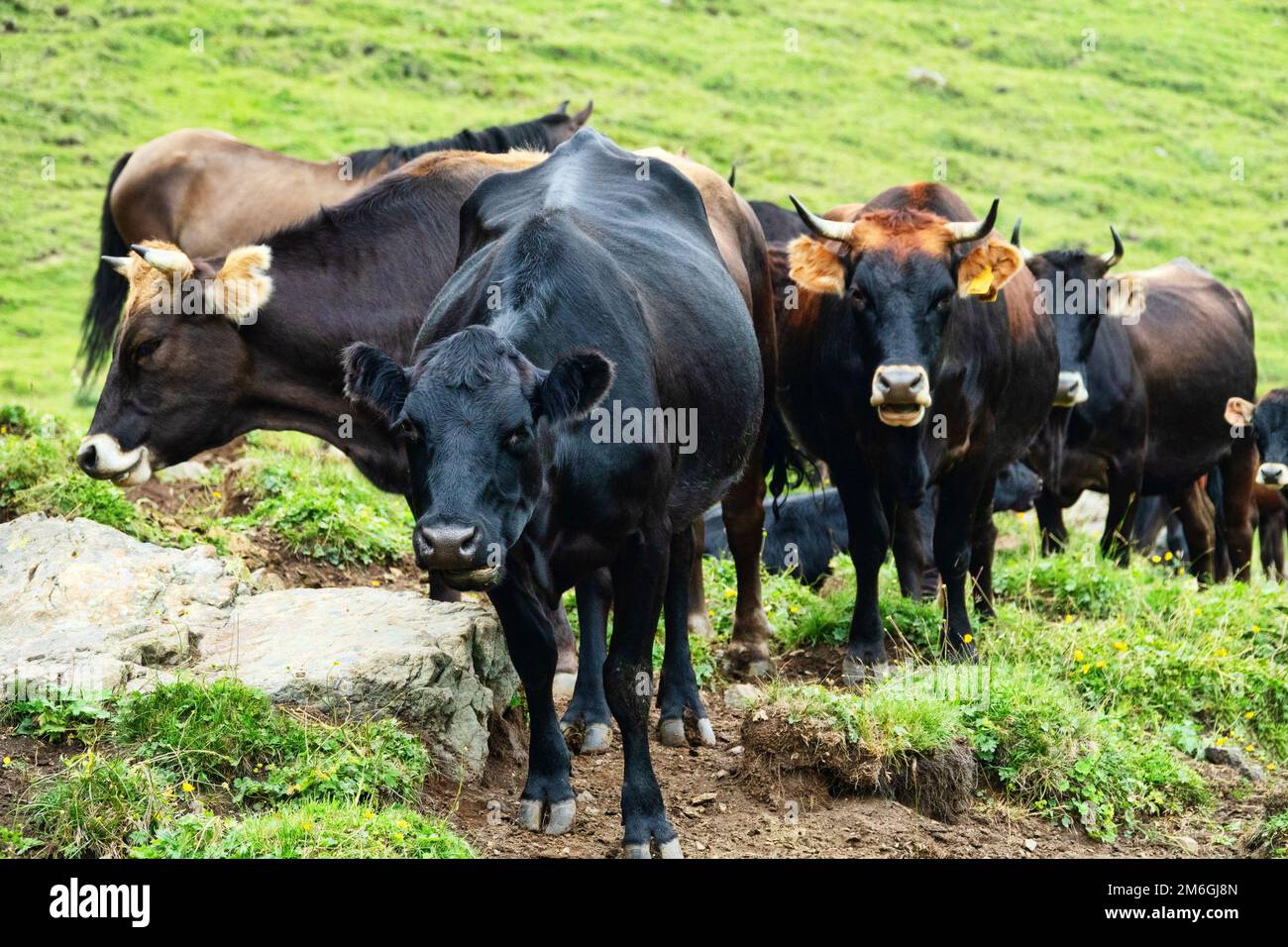 Cattle in mountain pastures Stock Photo - Alamy