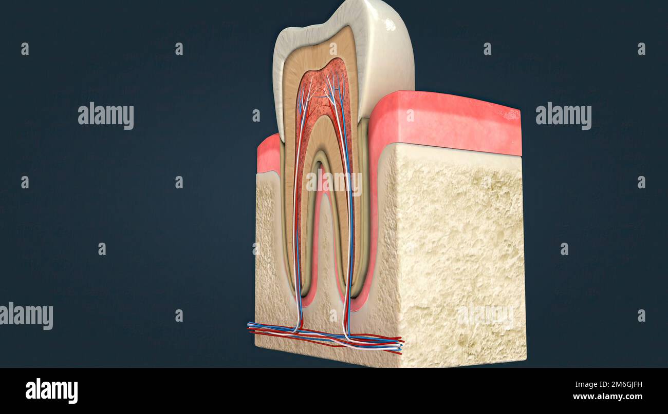 Anatomy of the tooth and gums and the supporting structures surrounding