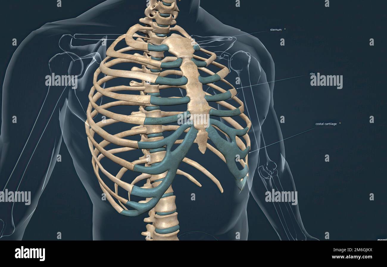 The bones of the rib cage are the thoracic vertebrae, twelve pairs of