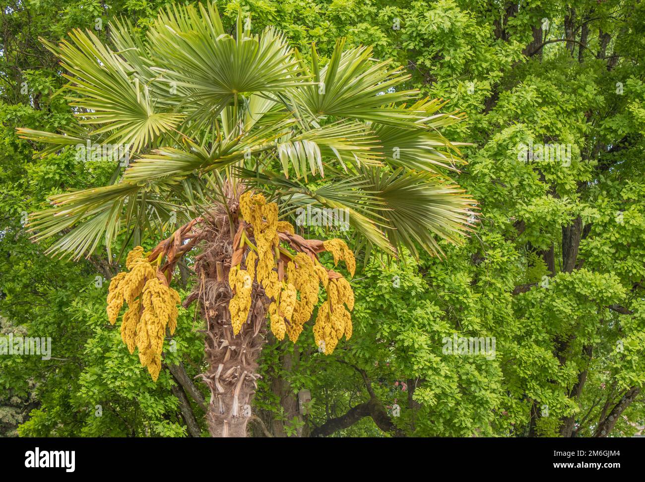Chinese hemp palm tree 'Trachycarpus fortunei Stock Photo Alamy