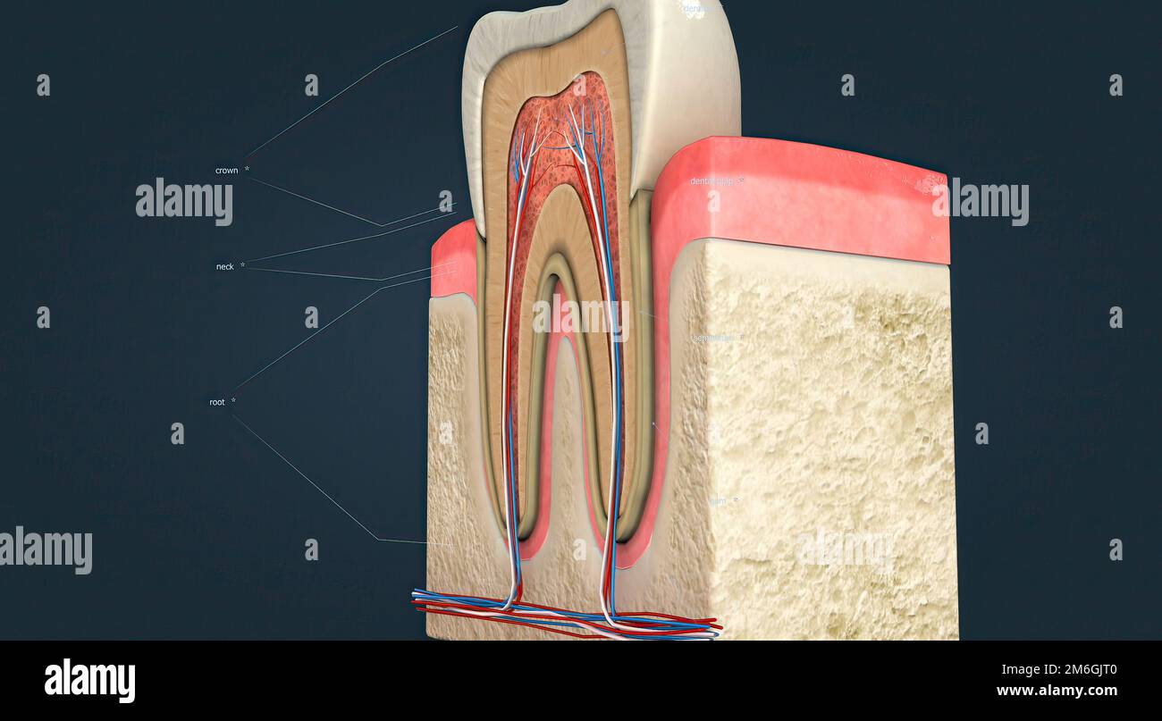 Anatomy of the tooth and gums and the supporting structures surrounding