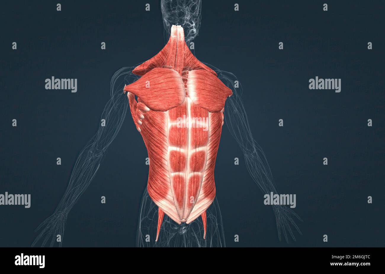 Trunk musculature hires stock photography and images Alamy