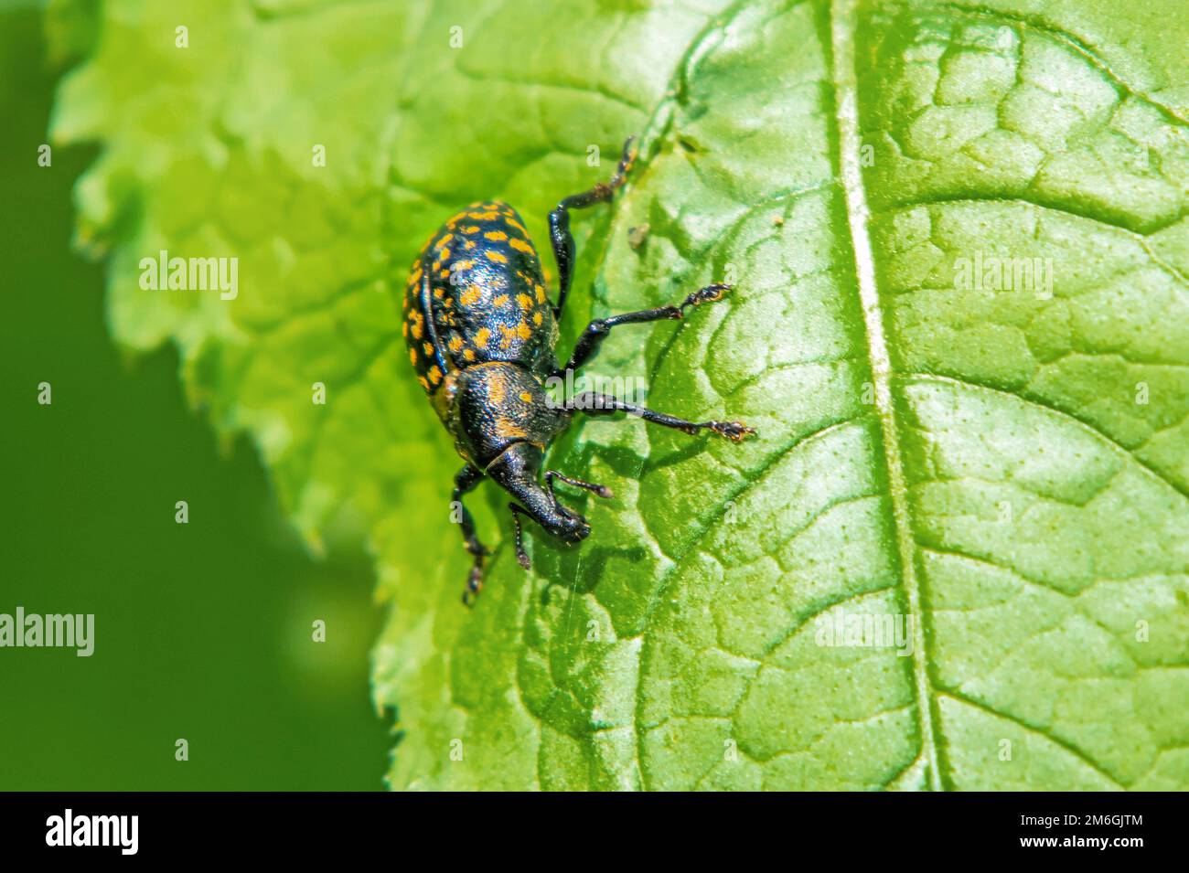 Greater butterbur weevil 'Liparus glabrirostris'. Stock Photo