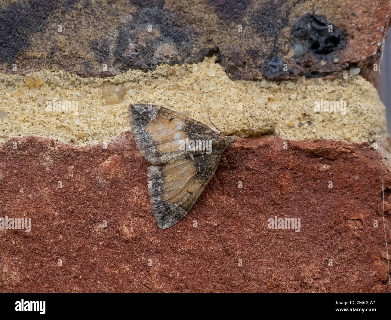 Common Marbled Carpet Moth Stock Photo Alamy