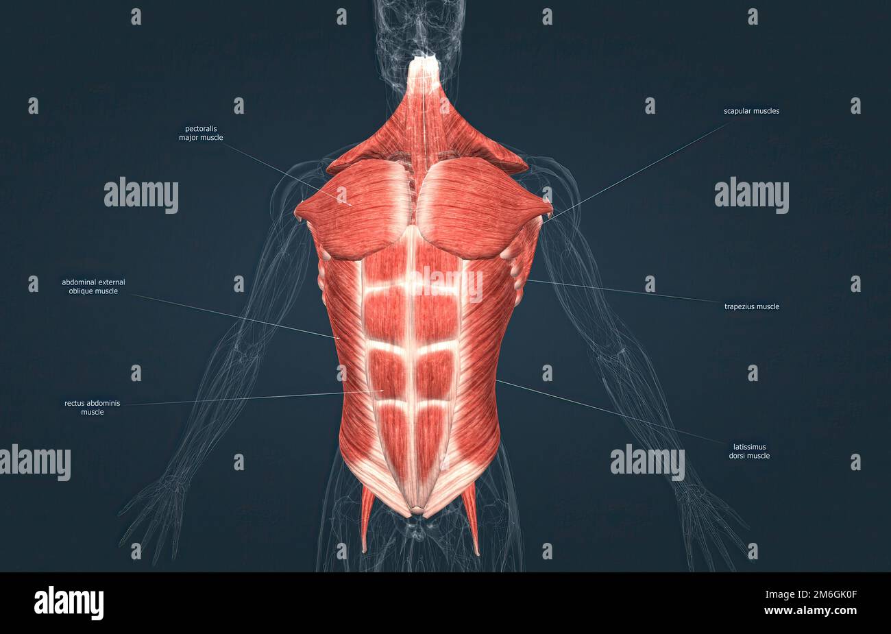 The muscles of the trunk include those that move the vertebral column ...