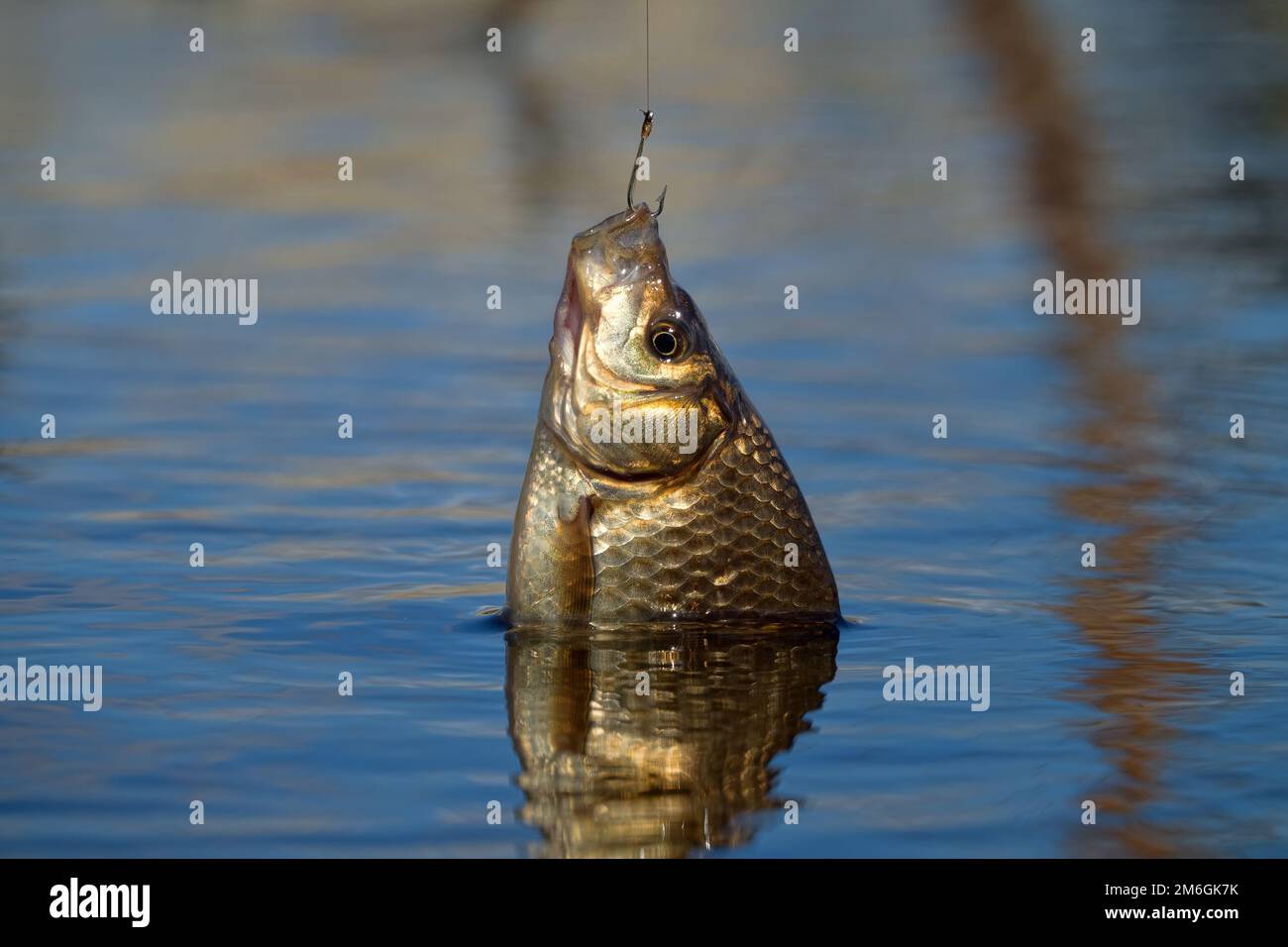 Fishing for carp on a cork float rod Stock Photo