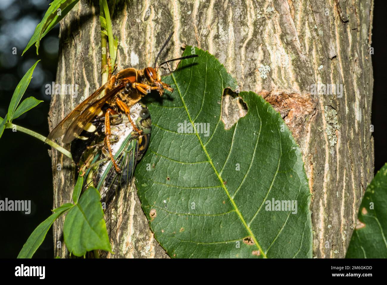 Eastern Cicada Killer - Sphecius speciosus Stock Photo