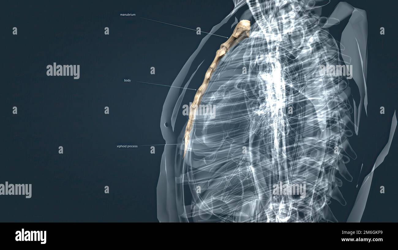 The sternum or breastbone is a long flat bone located in the central