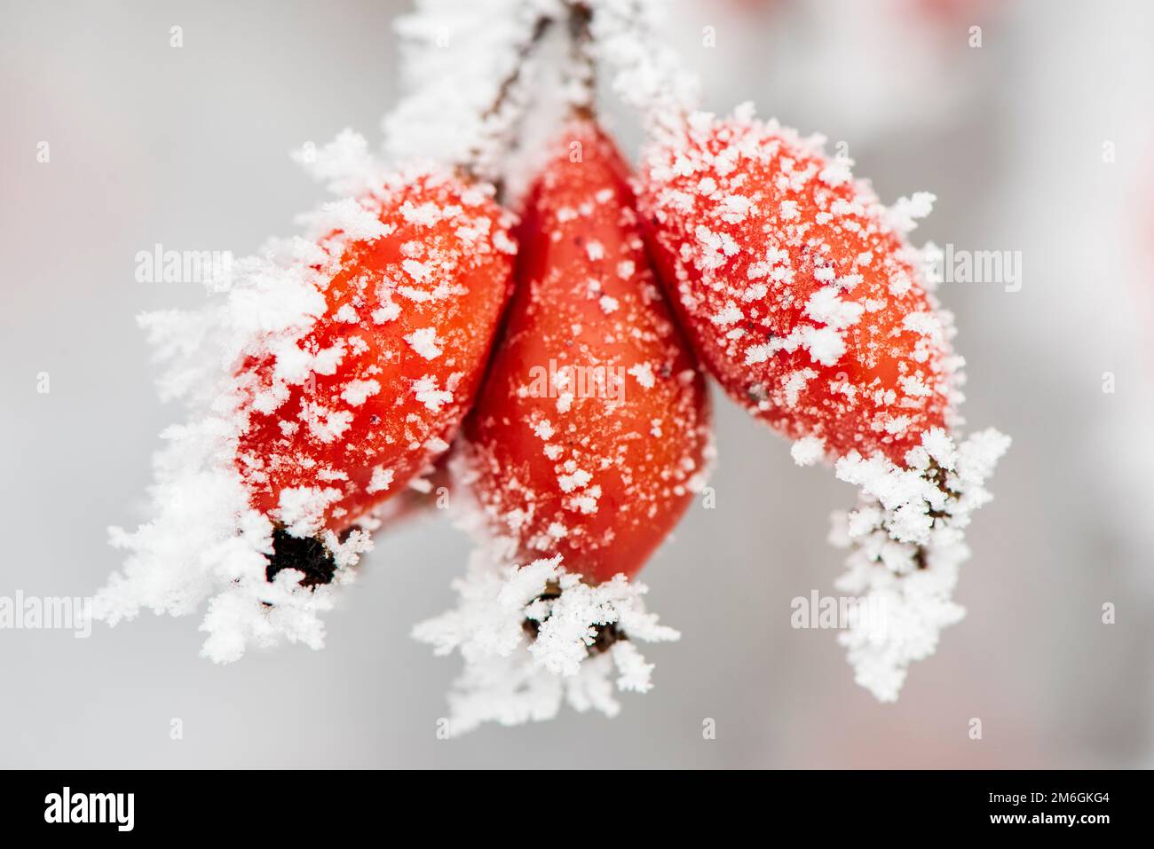 Red berries in the frost in winter Stock Photo - Alamy